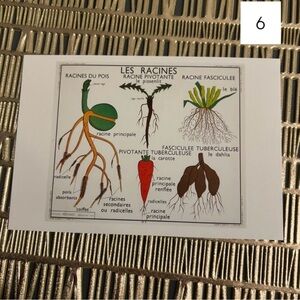 French Language Single Postcard Art Print - Vintage Botany - Roots 6